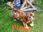 Pinky46 Pinky46